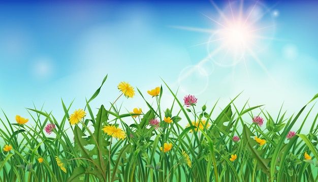 Fondo realista del paisaje de verano con flores de campo contra la ilustración de vector de cielo azul soleado
