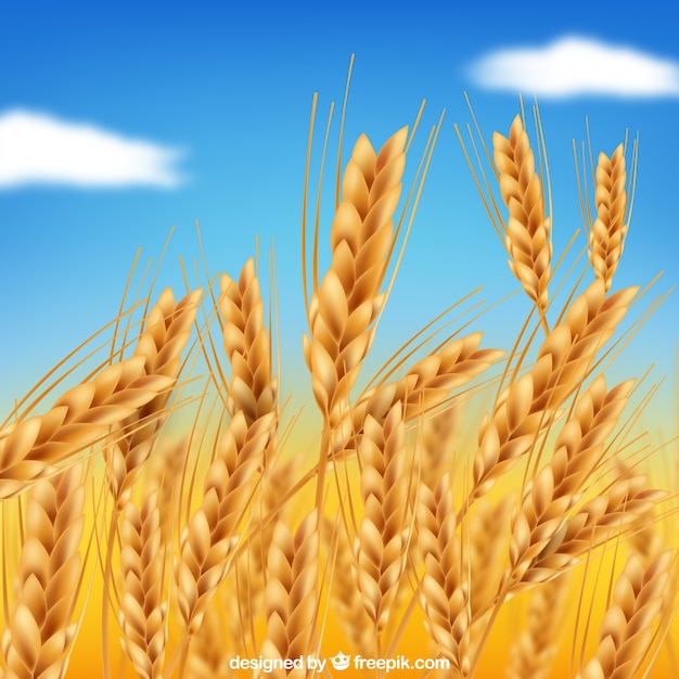Fondo realista de trigo