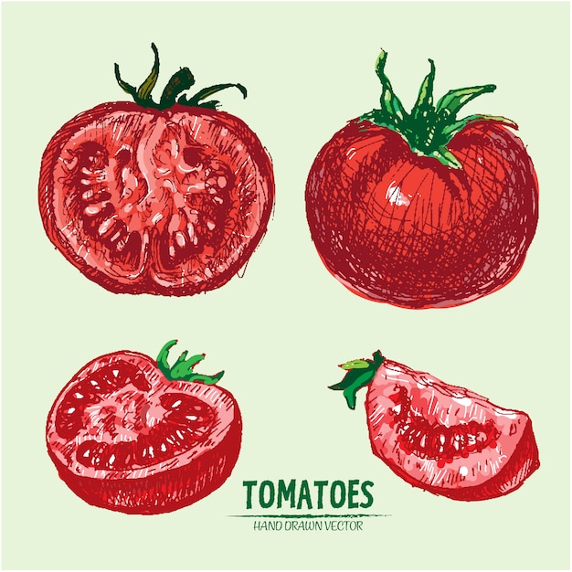 Fondo de tomate dibujado a mano