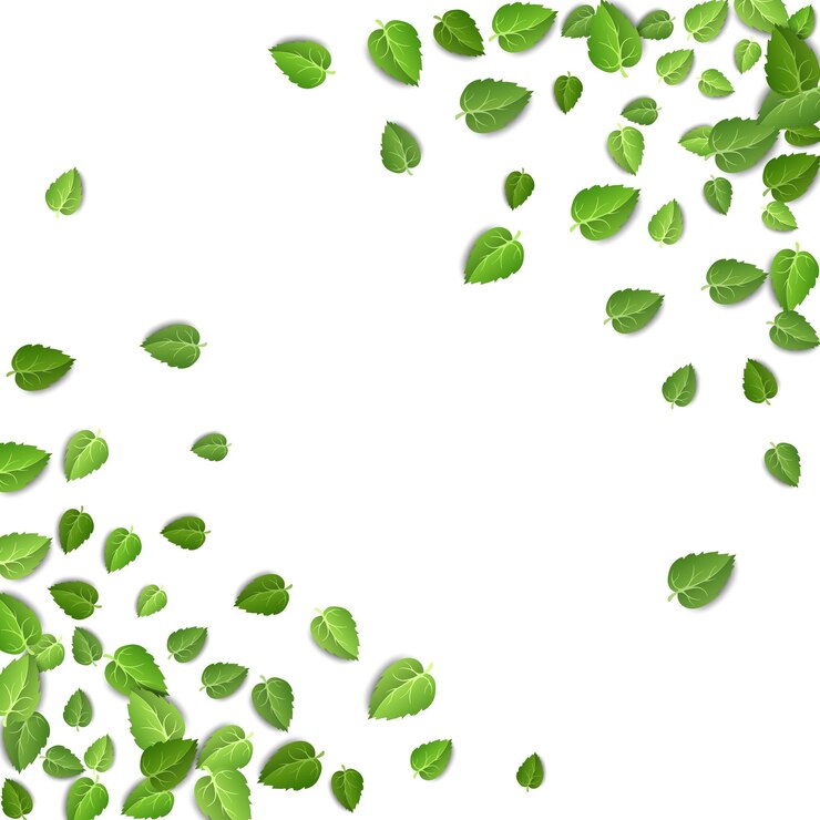 Forma de marco de hojas de té verde aislado sobre fondo blanco