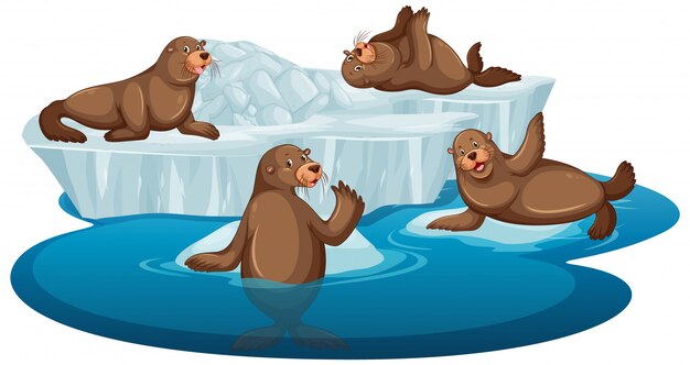 foto de focas marrones