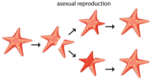Fragmentación de la reproducción asexual con estrellas de mar
