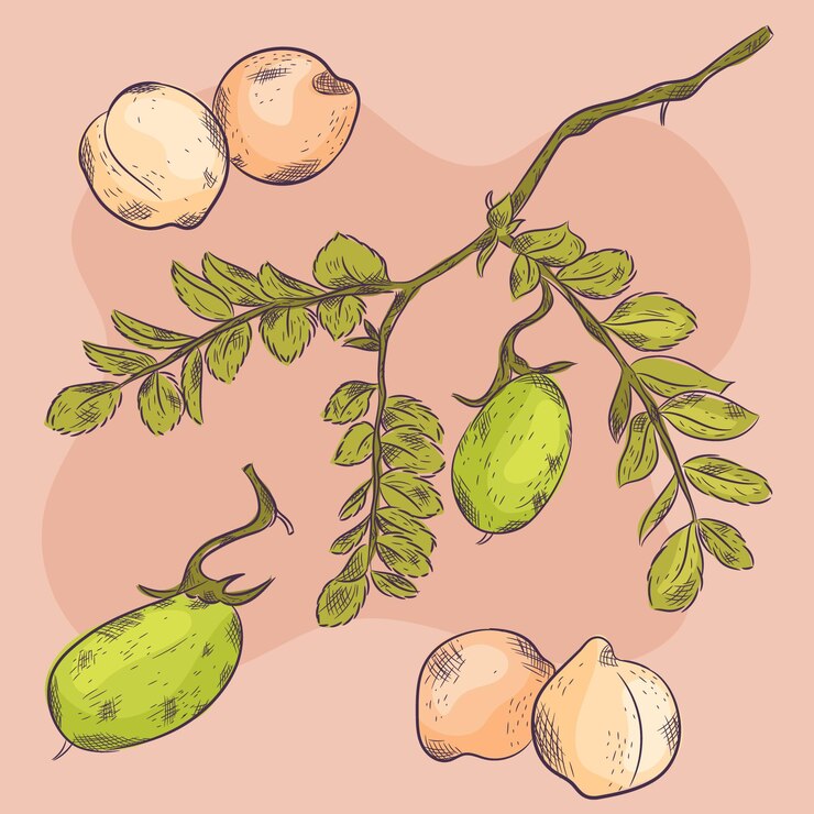 Vector gratuito frijoles de garbanzo dibujados a mano con ilustración de planta