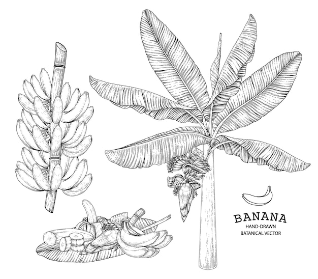 Fruta y flor de plátano dibujado a mano ilustración retro