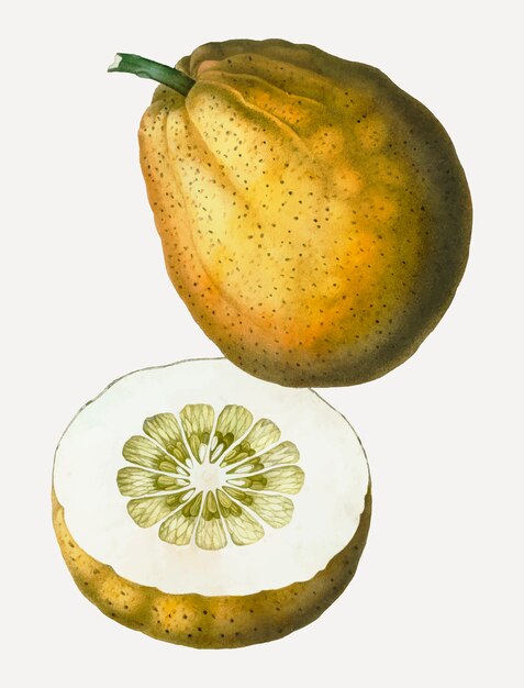 Fruta de pomelo