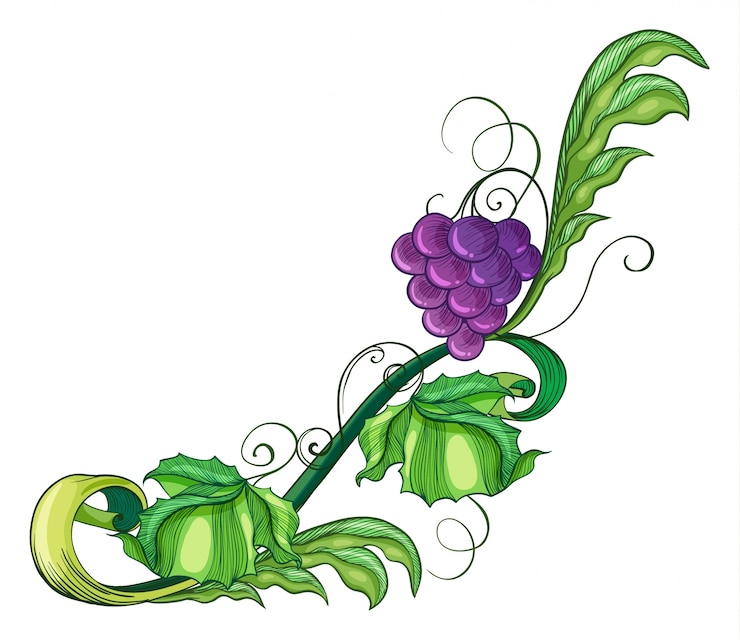 Vector gratuito una fruta de vid