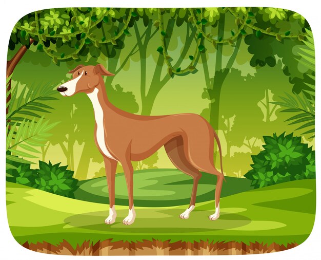 Un galgo en la selva.