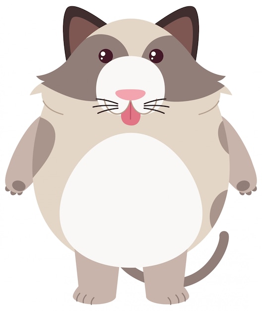 Vector gratuito gato gordo sobre fondo blanco