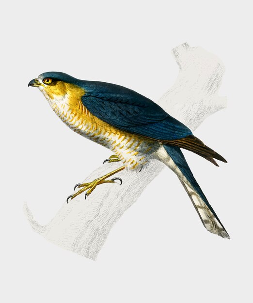 Gavilán eurasiático (Accipiter nisus) ilustrado por Charles Dessalines D&#39;Orbigny (1806-1876)