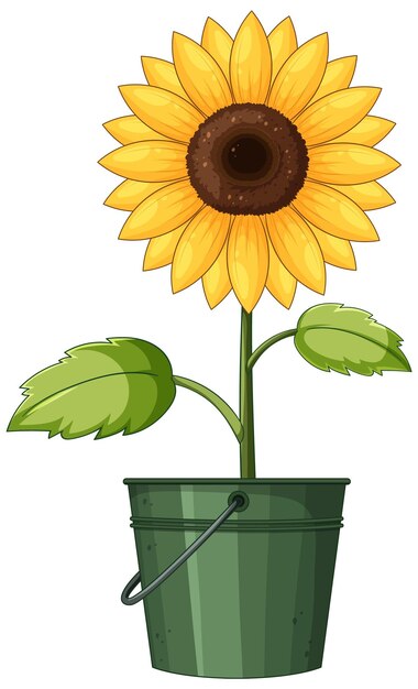 Girasol en una olla de metal verde