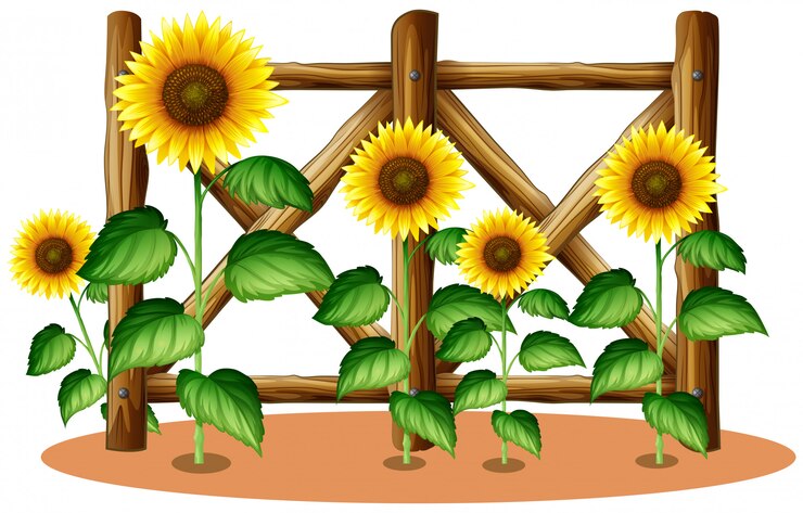 Vector gratuito girasoles y valla de madera.