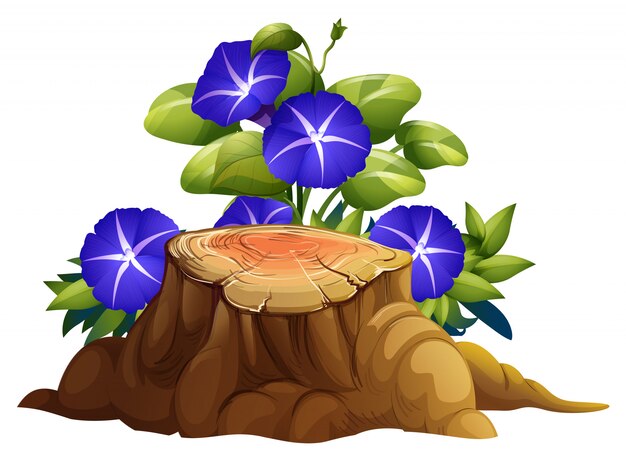 Gloria de mañana azul flores y tocón sobre fondo blanco.