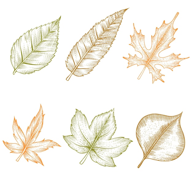 Grabado dibujado a mano colección hojas de otoño