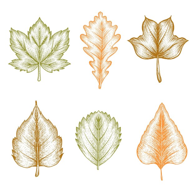 Grabado dibujado a mano colección hojas de otoño
