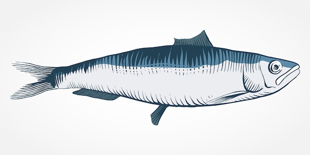 Grabado dibujado a mano ilustración sardina