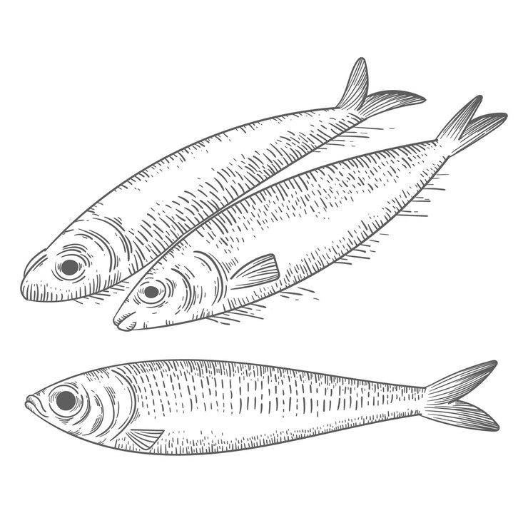Vector gratuito grabado dibujado a mano ilustración sardina
