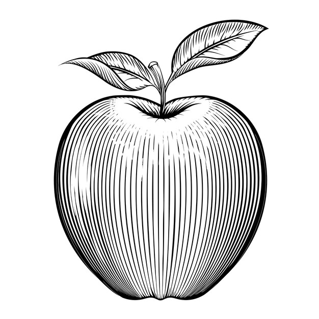 Grabado de manzana. Vegetariano y natural, hoja y saludable.