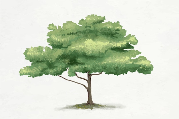 Gráfico del elemento árbol de roble