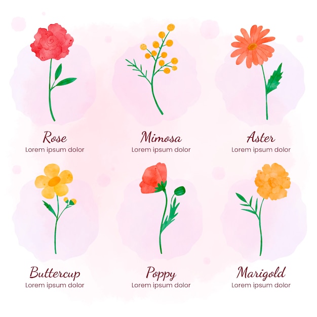 Vector gratuito gráfico de flores botánicas de acuarela