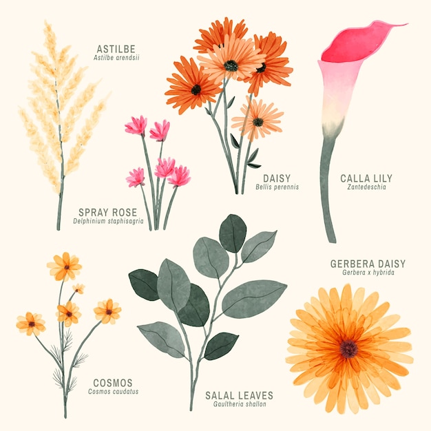 Vector gratuito gráfico de flores botánicas de acuarela