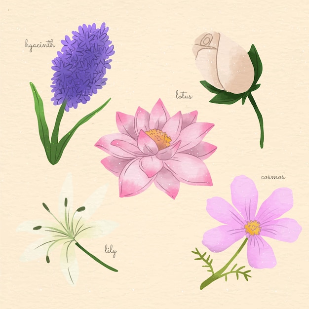 Gráfico de flores botánicas de acuarela