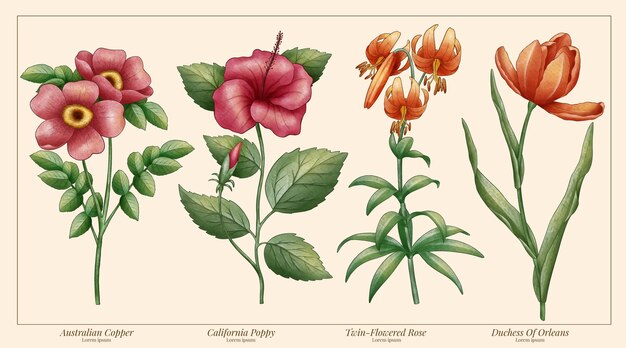 Gráfico de flores botánicas de acuarela