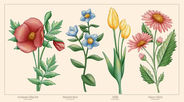 Gráfico de flores botánicas de acuarela