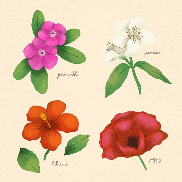 Gráfico de flores botánicas de acuarela