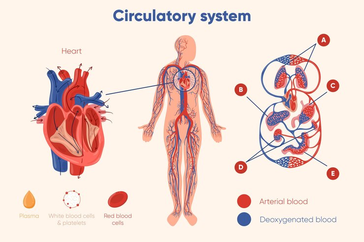 Vector gratuito gráfico del sistema circulatorio dibujado a mano