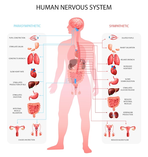 Gráficos de información parasimpática simpática del sistema nervioso humano con representación de órganos y terminología anatómica educativa realista