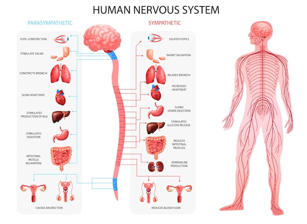 Gráficos parasimpáticos simpáticos del sistema nervioso del cuerpo humano con representación realista de órganos e ilustración vectorial de terminología anatómica