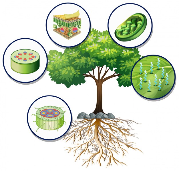Gran árbol verde y células vegetales cercanas