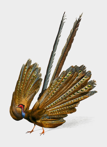 Gran argus (phasianus argus) ilustrado por charles dessalines d'orbigny (1806-1876).