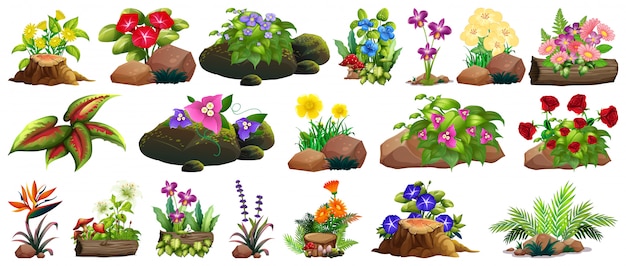 Gran conjunto de flores de colores sobre rocas y madera