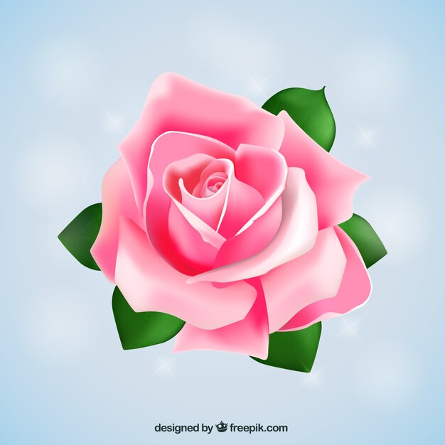 Gran rosa rosa