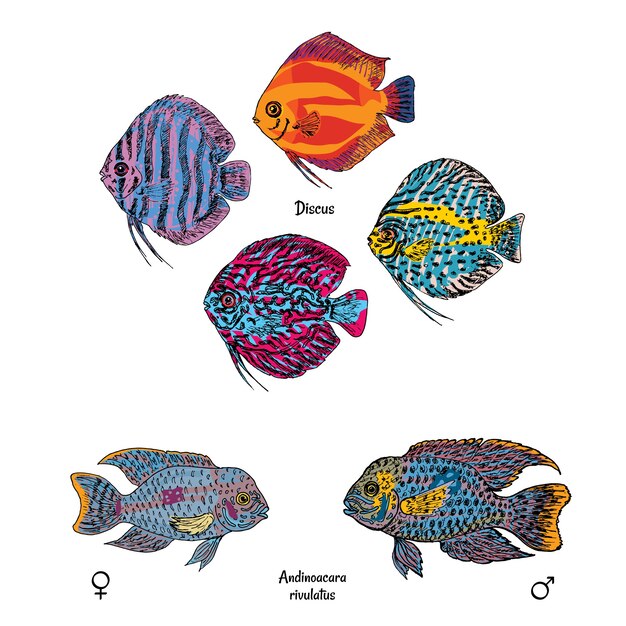 Grandes peces de acuario en estilo de dibujo colorido en blanco