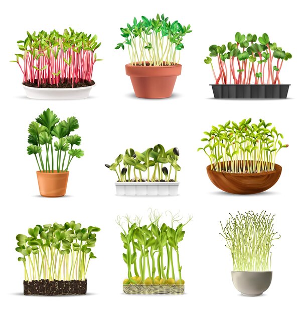 Granos germinados en macetas como ingredientes para una nutrición saludable conjunto realista ilustración vectorial aislada