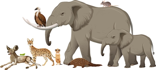 Grupo de animales salvajes africanos sobre fondo blanco.