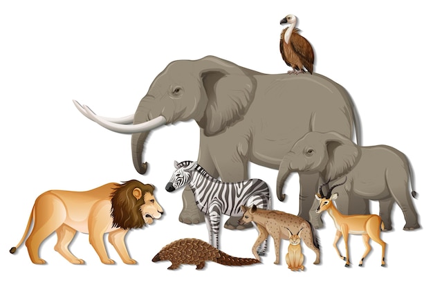 Grupo de animales salvajes africanos sobre fondo blanco.