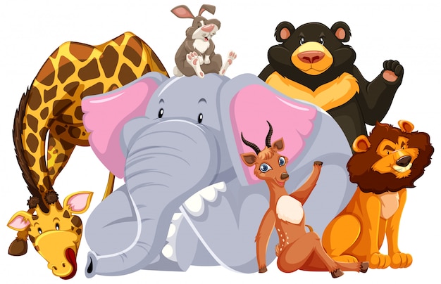 Grupo de animales salvajes