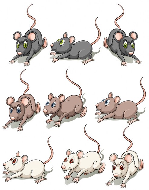 Un grupo de ratones
