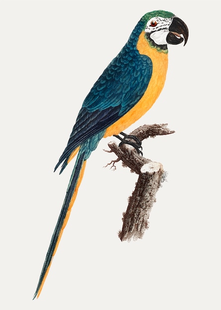 Guacamayo azul y oro