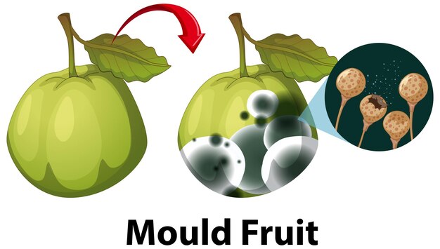 Guayaba descompuesta no comestible con moho