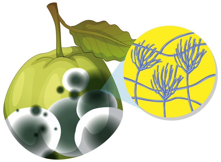Vector gratuito guayaba descompuesta no comestible con moho