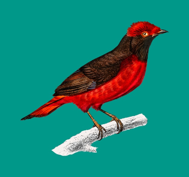 Vector gratuito guinga roja cotinga