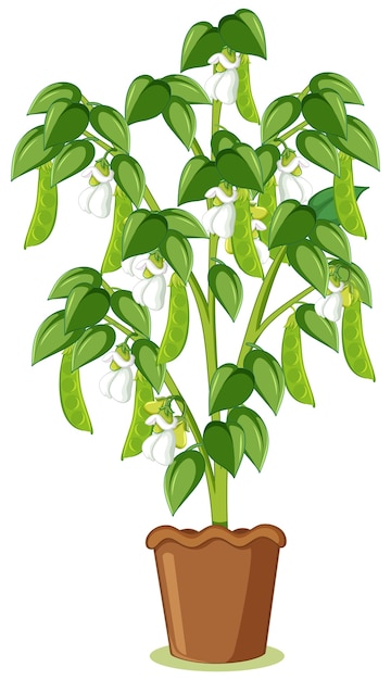 Guisante verde o planta de guisantes en una maceta en estilo de dibujos animados aislado