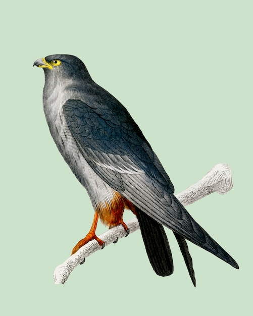 Vector gratuito halcón de patas rojas (falco rufipes) ilustrado por charles dessalines d'orbigny (1806-1876).