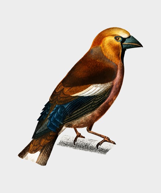 Hawfinch (Gros-bec commun) ilustrado por Charles Dessalines D&#39;Orbigny (1806-1876).