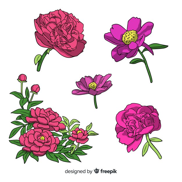 Hermosa colección de flores peonía dibujados a mano