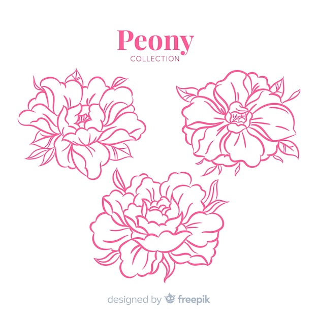 Vector gratuito hermosa colección de flores peonía dibujados a mano